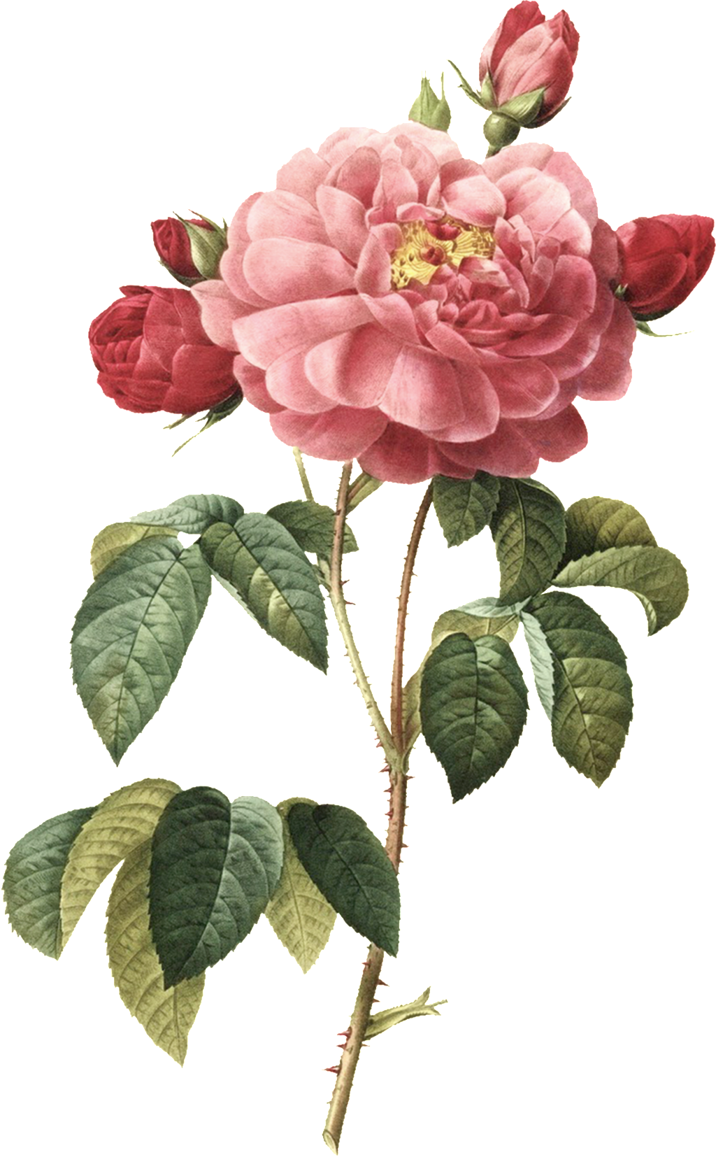 Hand-painted Watercolor Peony Transparent Illustrations - Things To Write On The Wedding Wishes (1024x1654)