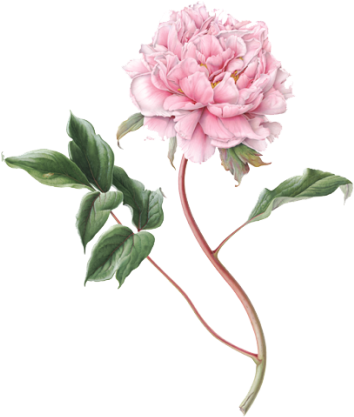 Peony Picture Png Images - Botanical Flower Illustration Png (400x484)