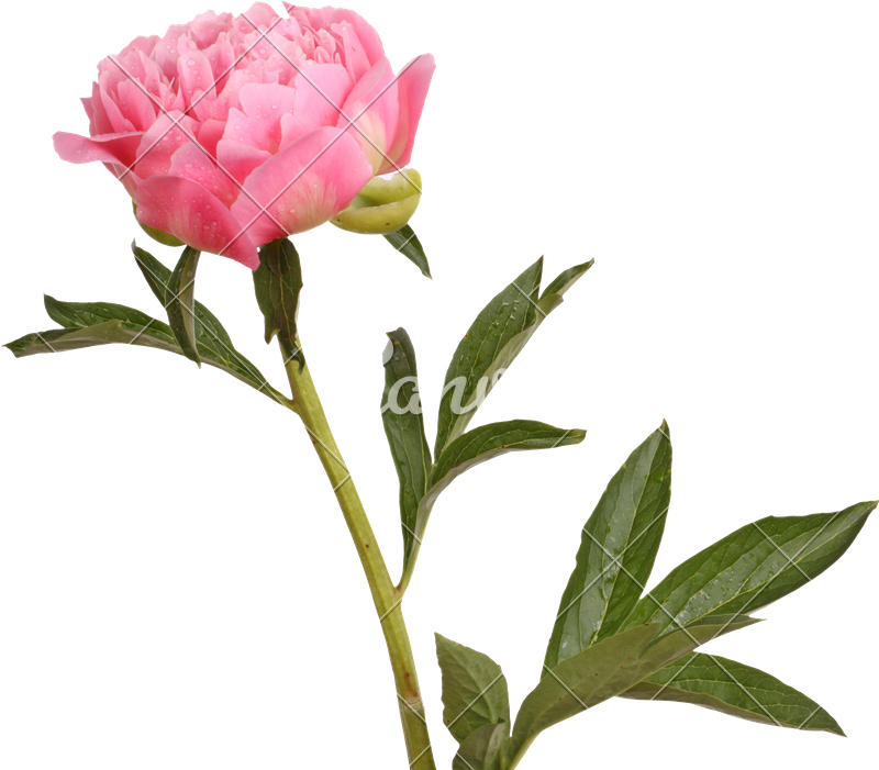 Pink Peony Flower And Stem - Bloem Met Steel (800x701)
