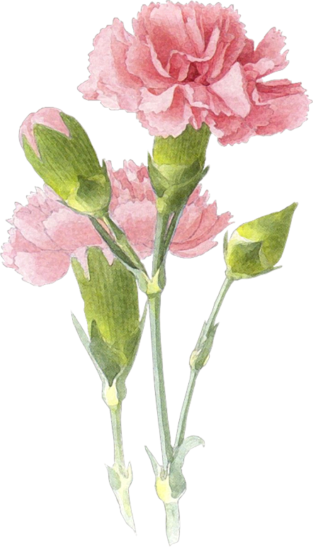Drawn Carnation Transparent - Pink Carnation Watercolor Tattoo (442x772)