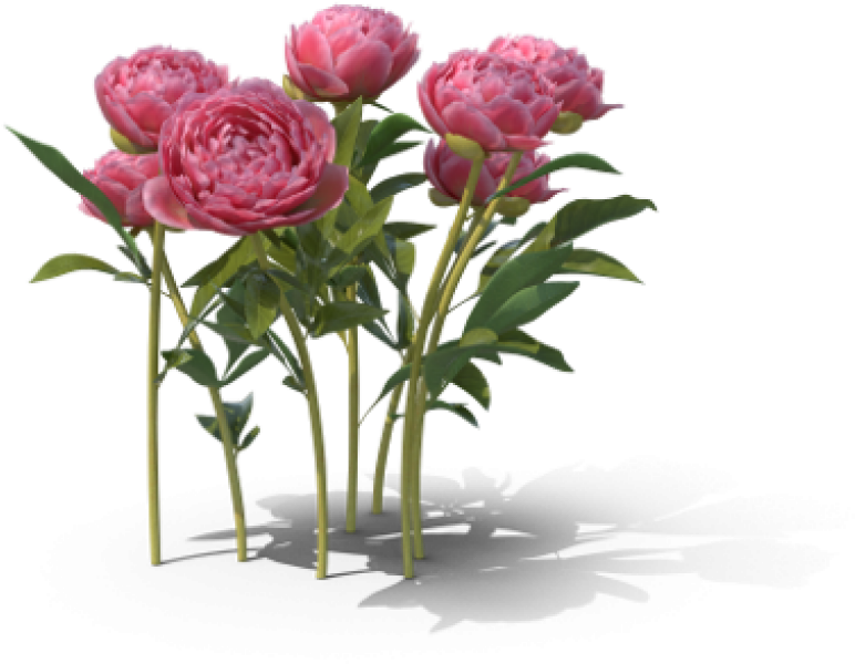 Today Is The Vernal Equinox Marking The Beginning Of - Garden Roses (1024x1024)