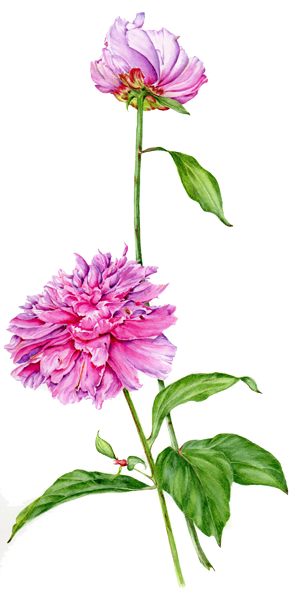 Pink Peony - Tudor Place (300x589)