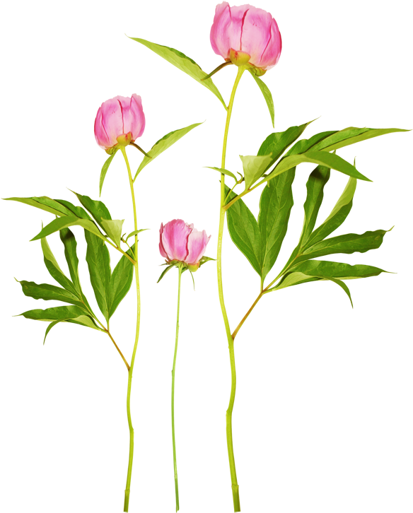 Png Şakayık Resimleri / Peony Png - Common Peony (600x774)