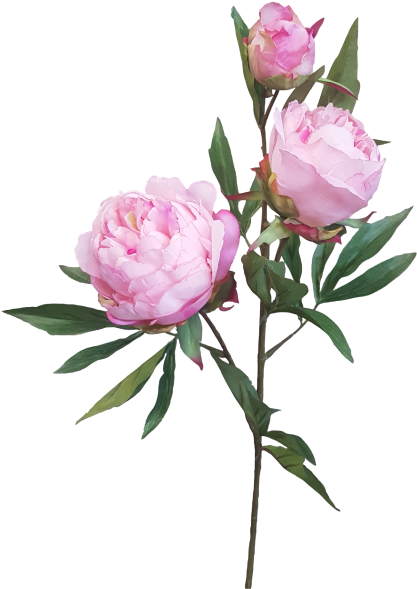 74cm Peony Spray By - Garden Roses (800x600)