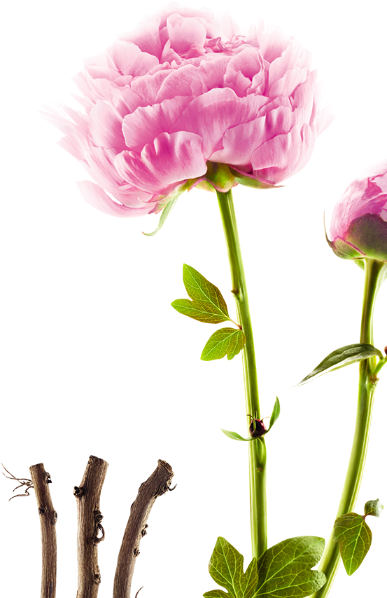Pivoine Botanique Droite - Botany (720x933)
