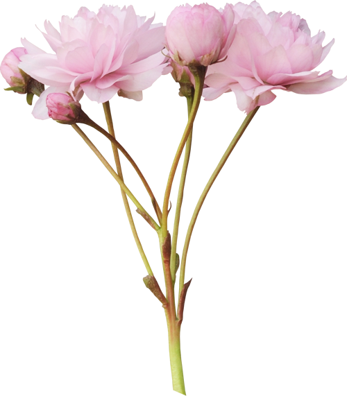 Png Şakayık Çiçek Resimleri,png Пион Цветок Фотографии,png - Flower (500x571)