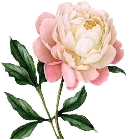 La Petite Lumière 3oz - Peony Drawing (466x480)