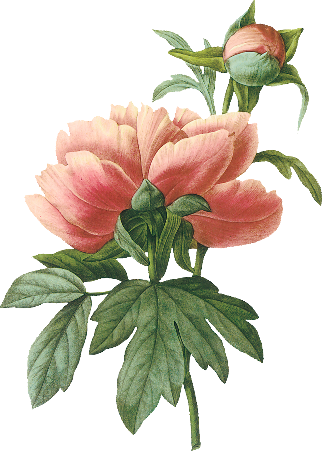 Vintage Botanical Illustration Peony (1100x1539)