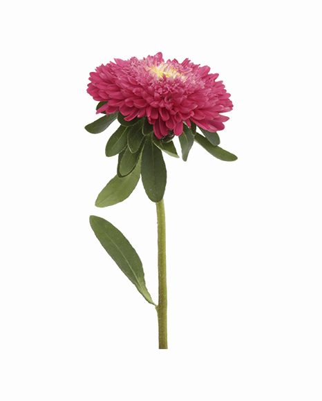 Aster Png File - Aster Png (466x580)