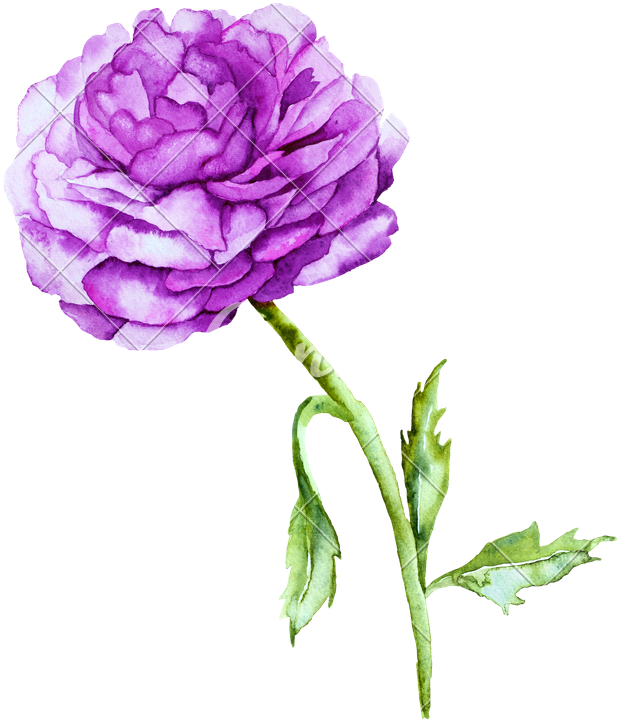 Watercolor Violet Peony Flower - Watercolor Painting (676x800)