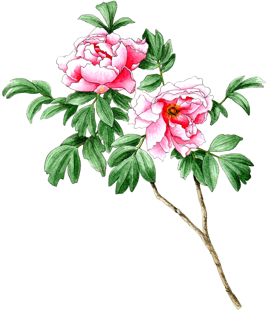 Nursery News - Common Peony (922x1075)