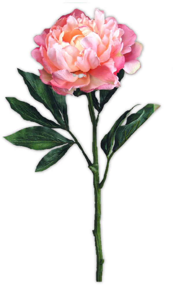 Publicat De Eu Ciresica La - Jpeg (800x990)