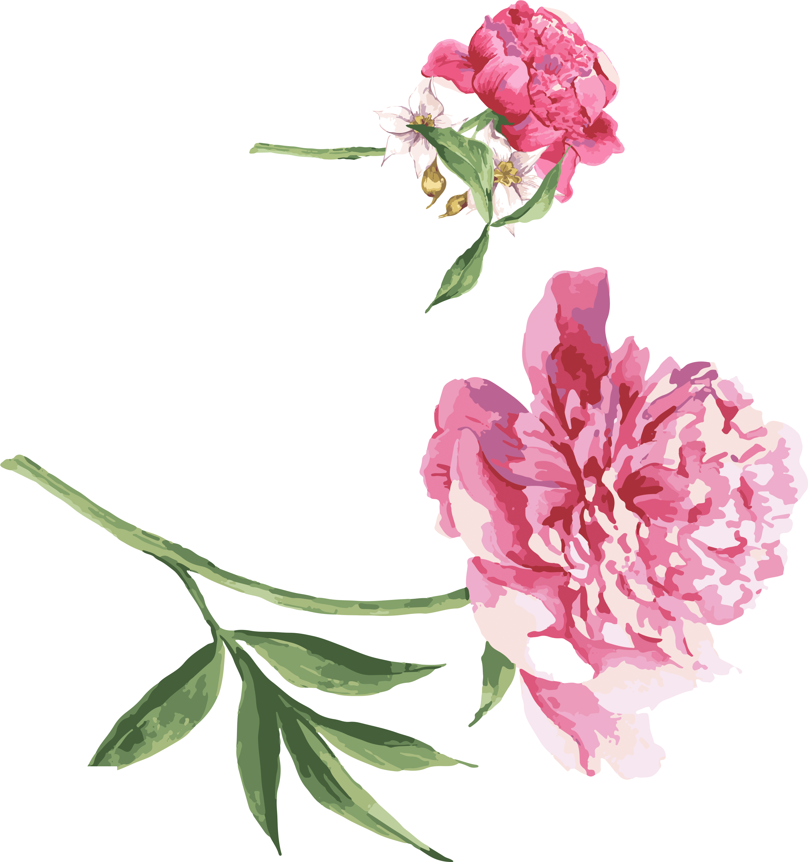 Moutan Peony Watercolor Painting Download - Get Well Soon And Speedy Recovery (3969x3734)