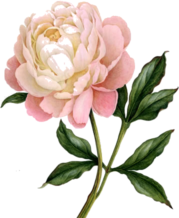 Peony - Google Zoeken - Peony Illustration (399x491)
