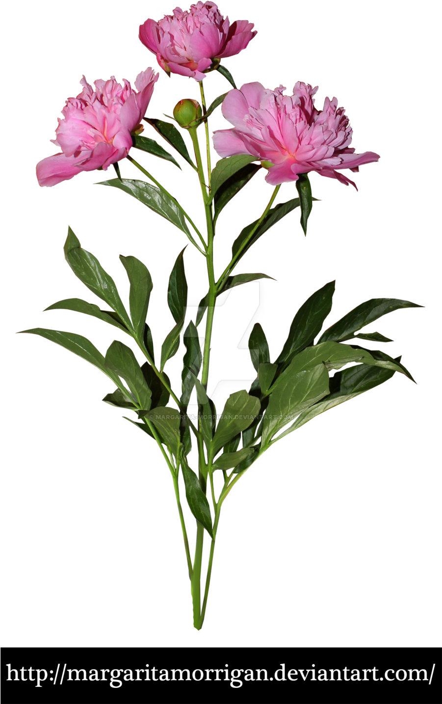 Peony Flowers By Margarita Morrigan Peony Flowers By - Peony Plant Png (900x1467)