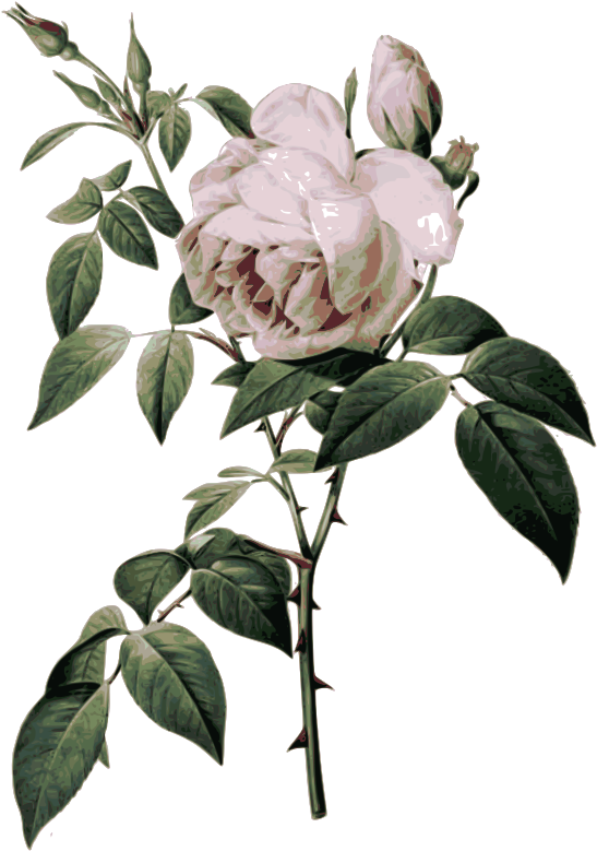 Medium Image - Redoute Roses (568x800)