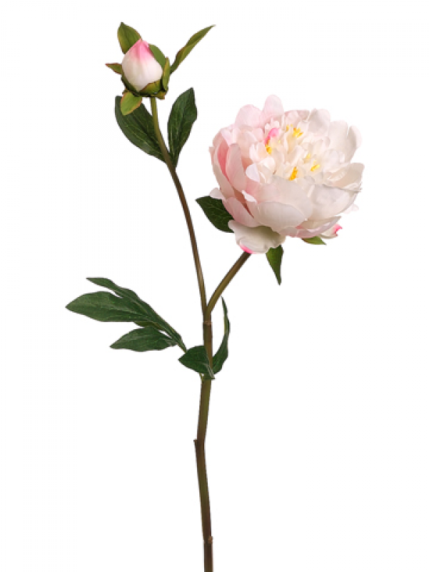25" Peony Spray With Bud Cream Cerise - Silk Plants Direct Peony Spray - Cream Cerise - Pack (800x800)