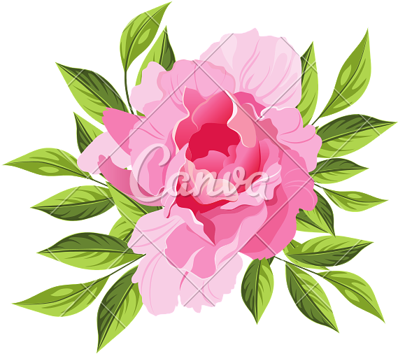 Peony Hand Drawn Realistic Illustration - トルコ キキョウ 花 イラスト (800x800)