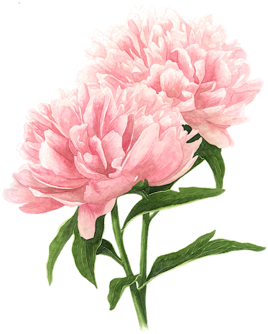 Hey, I'm Fiona - Peony Painting (400x508)