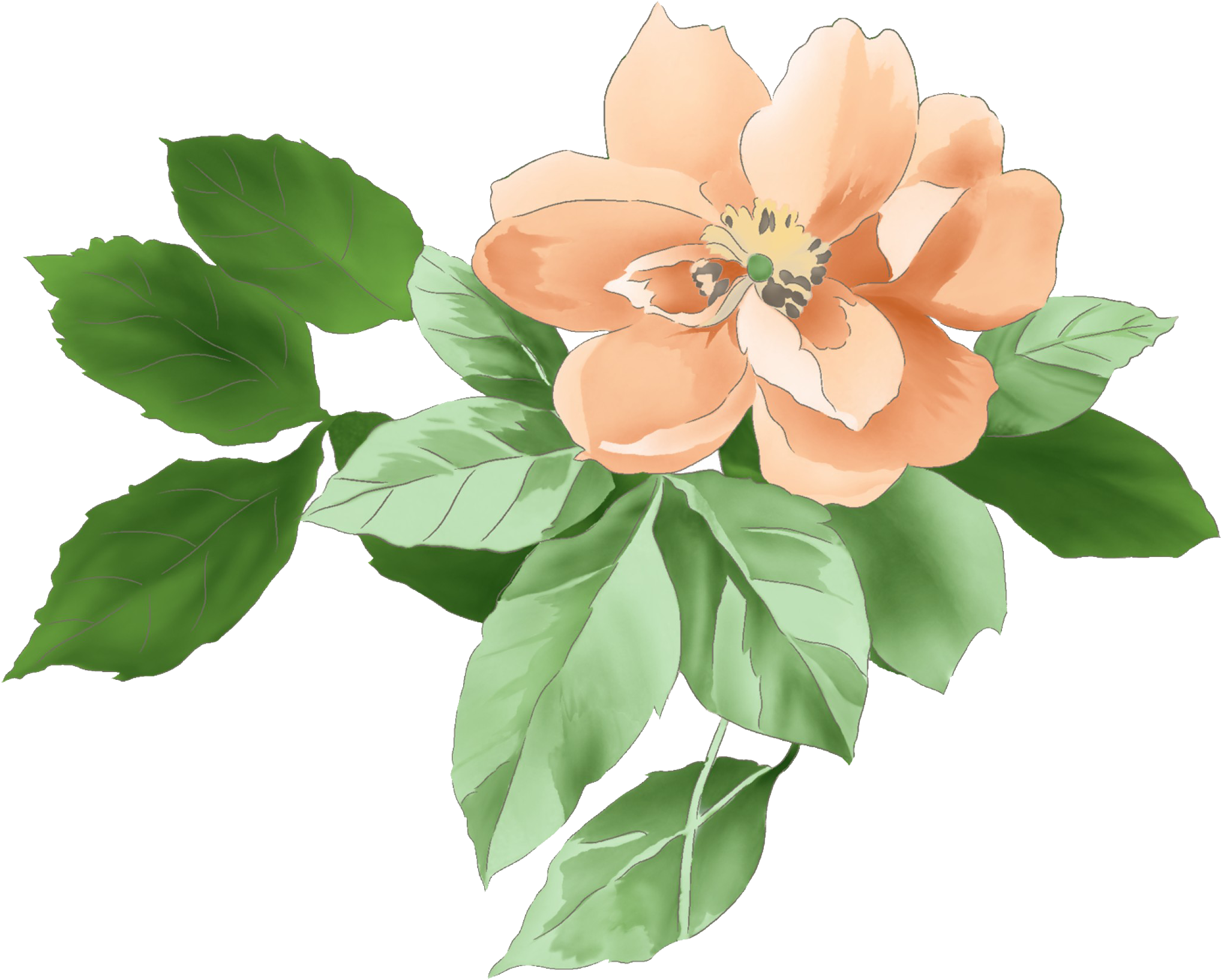 Moutan Peony Download - Moutan Peony Download (2180x1873)