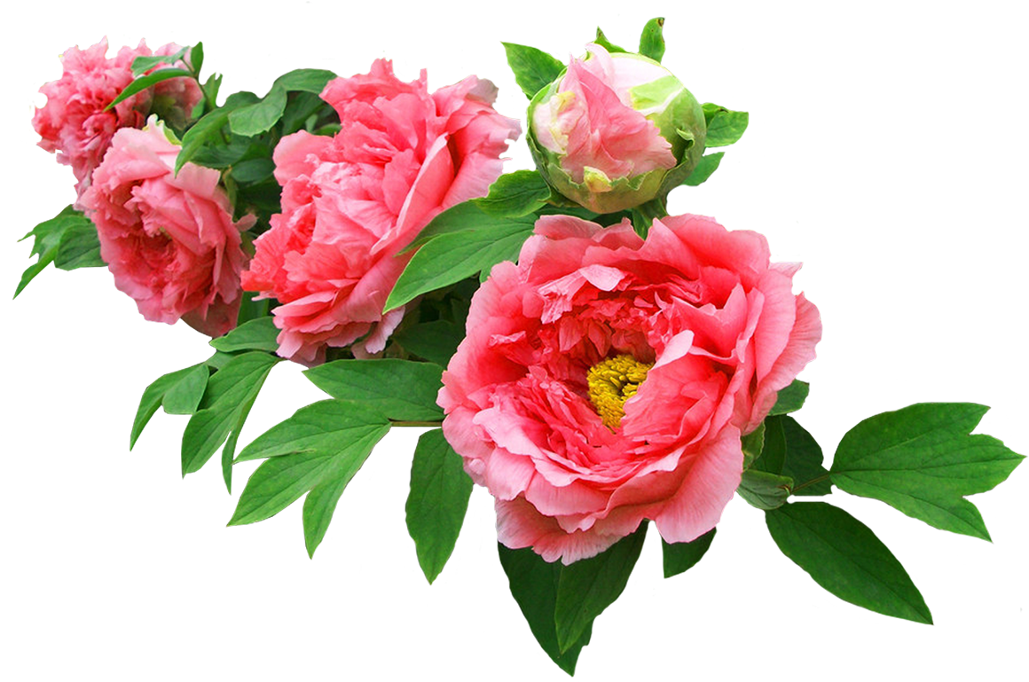 Flower - Moutan Peony Garden Roses Flower, Find more high quality free tran...