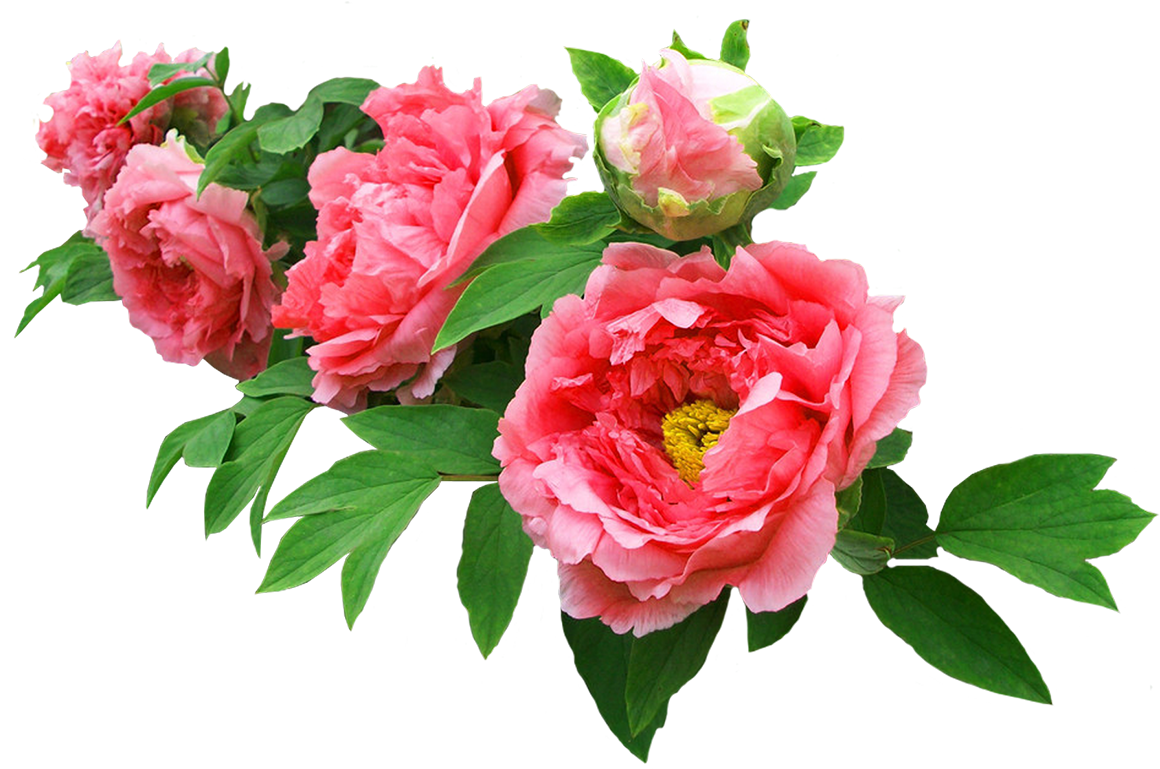 Moutan Peony Garden Roses Flower - Moutan Peony Garden Roses Flower (1200x1200)