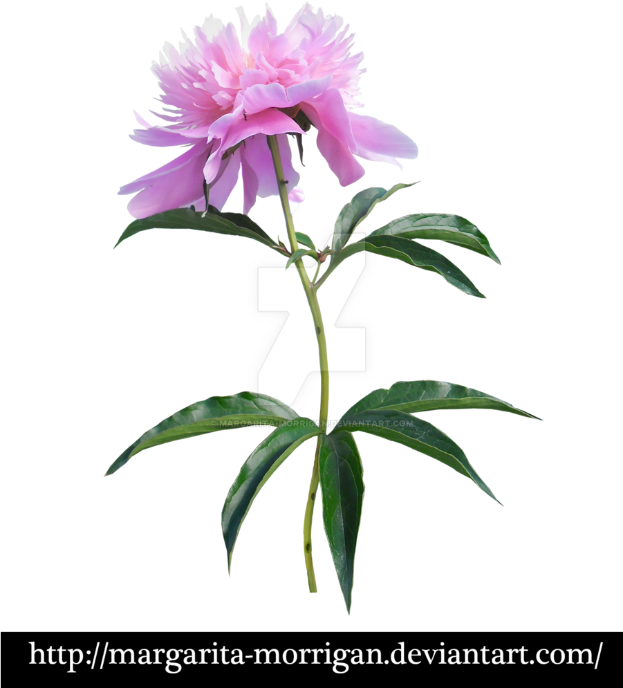 Peony By Margarita Morrigan Peony By Margarita Morrigan - Transparent Background Cut Out Srubs Plants (900x1066)