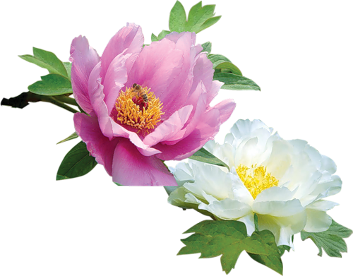 Posted By Doina At - Wild Peony (500x391)