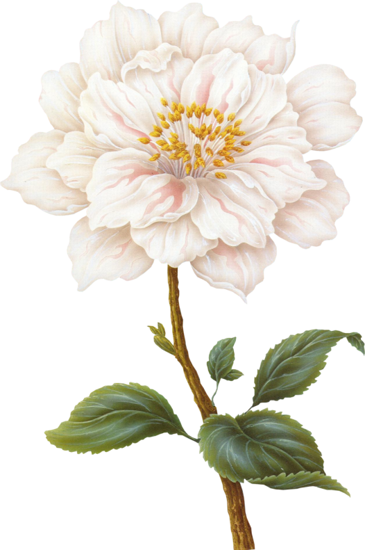 Flor Ejemplo - Tallo De Flores Png (526x791)