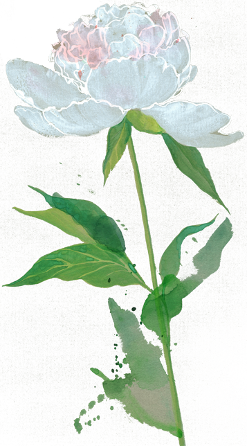 Re Sized Flower Copy - Re Sized Flower Copy (357x644)