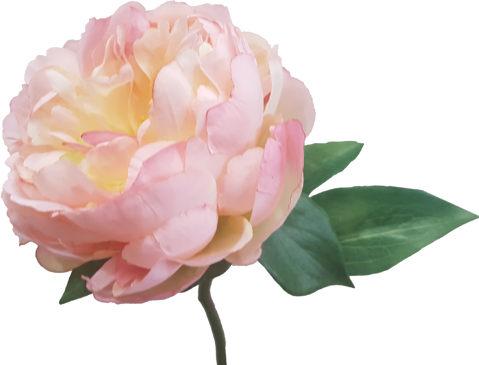 Cream Pink Peony Artificial Flowers S5841crmpnk - Artificial Flower (1603x1200)