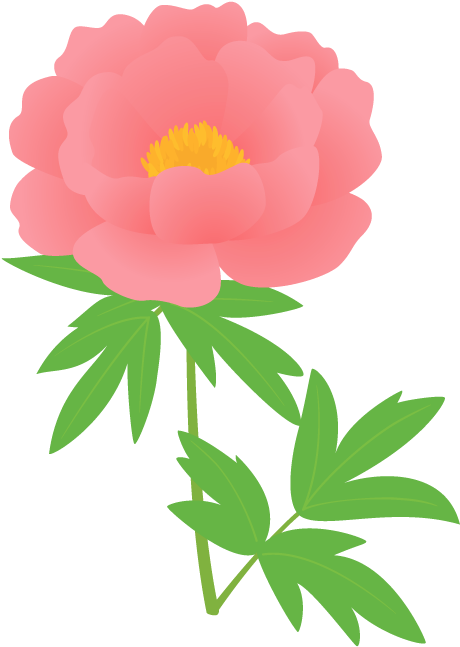 ボタン・シャクヤク - Chinese Peony (490x700)