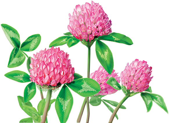 Red Clover - Red Clover Tea (600x560)