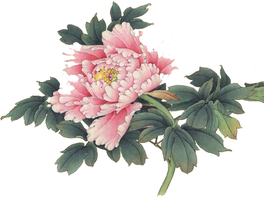 【免抠png素材篇】漂亮的工笔花免抠png素材- - 【免抠png素材篇】漂亮的工笔花免抠png素材- (549x448)