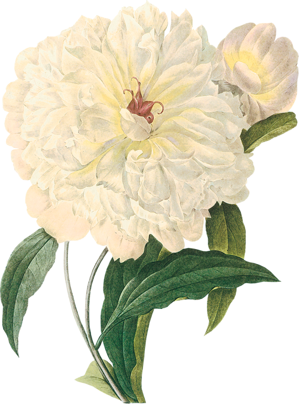 White Peonies - White Peony Botanical Prints (600x810)