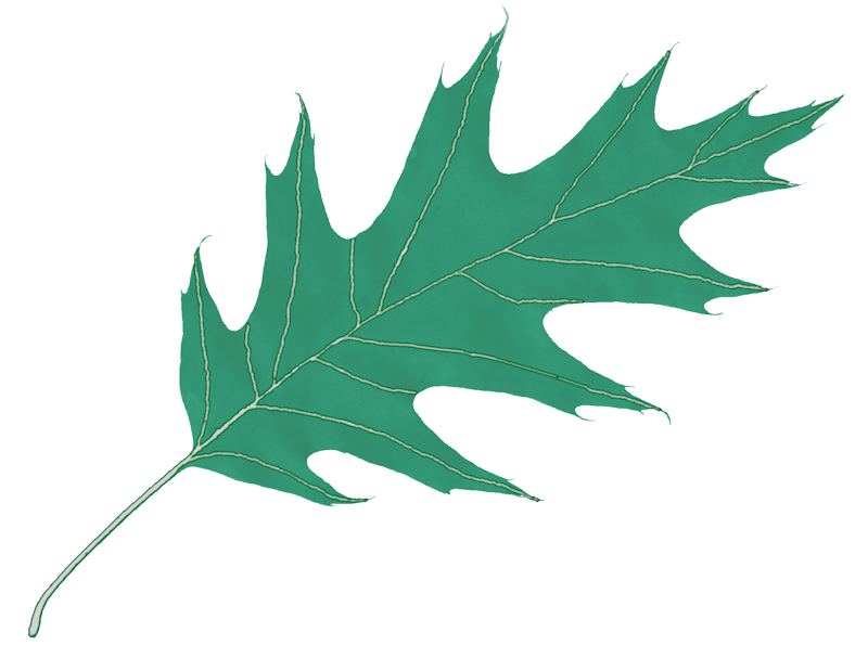 Rising Dove Logos - Oak Png Leaf (800x595)