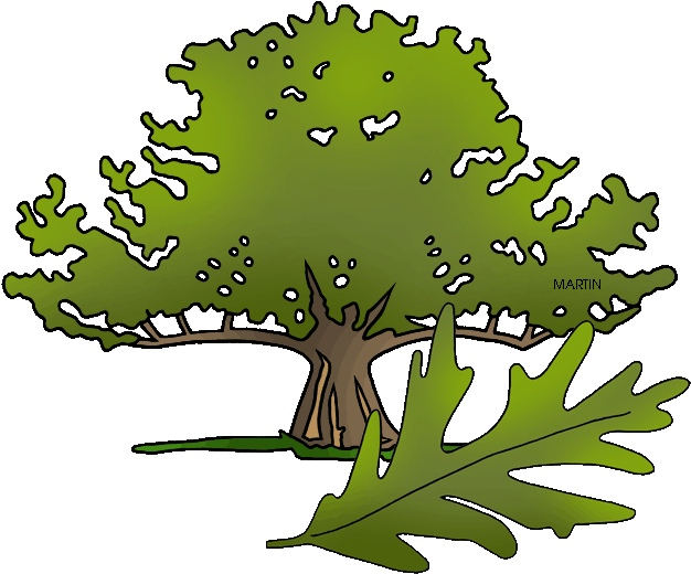 Connecticut - Clipart - Post Oak (640x534)