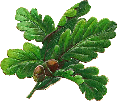 Oak Leaf - Oak Tree Leaves Png (643x578)