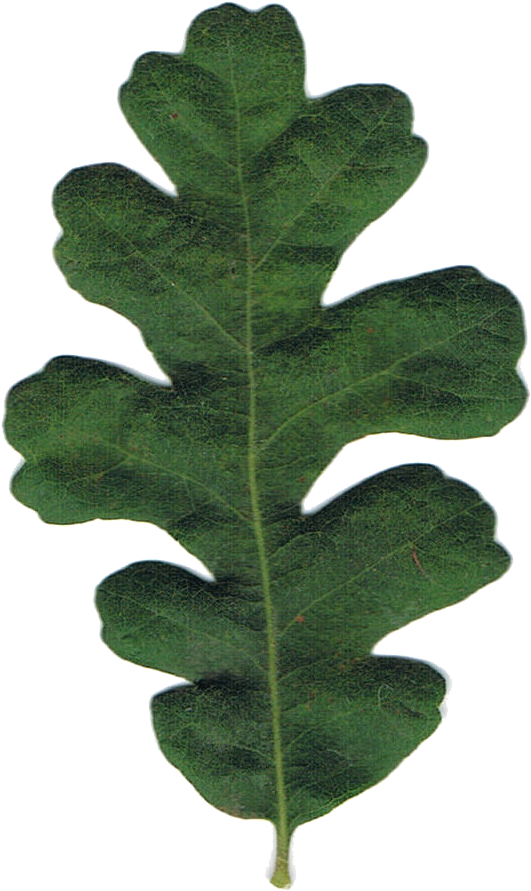 Green Oak Leaf Clip Art For Kids - Oak Leaves (558x915)