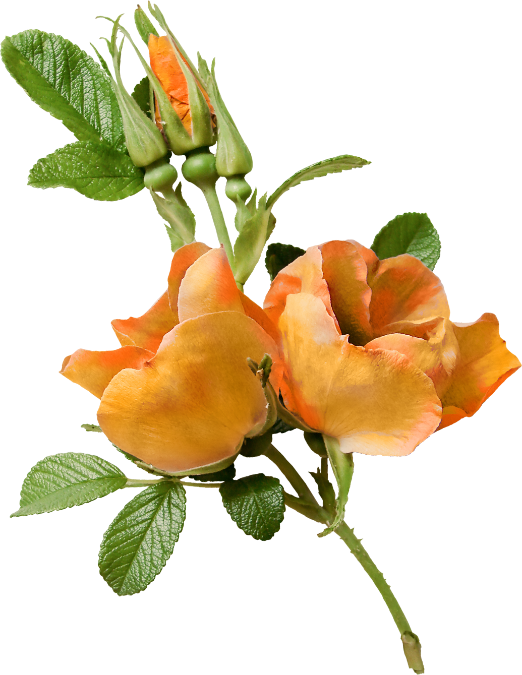 Flower Garden Roses Floral Design Clip Art - Flower Garden Roses Floral Design Clip Art (1035x1339)