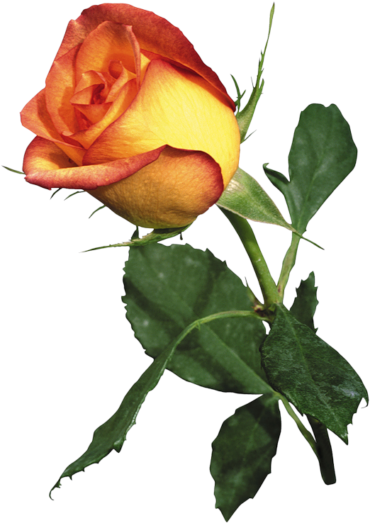 Garden Roses Best Roses Orange - Garden Roses Best Roses Orange (544x800)