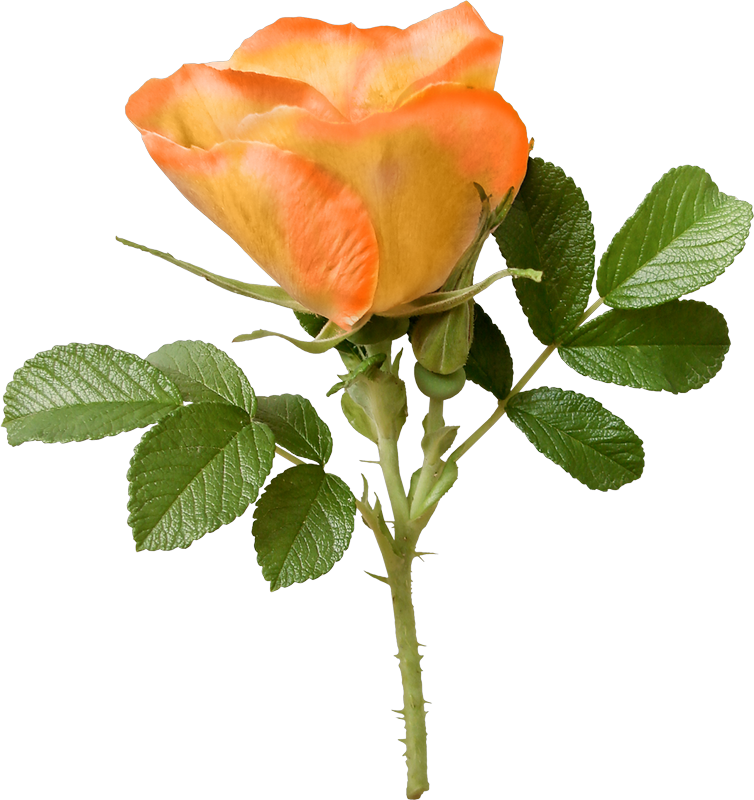 Garden Roses Cabbage Rose Cut Flowers Petal - Rosa Rugosa (754x800)