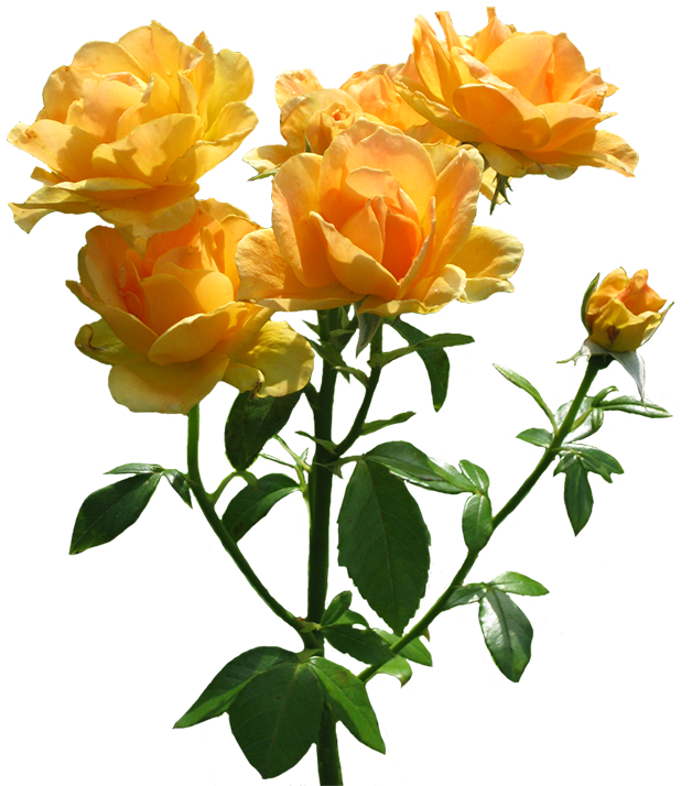 Garden Roses Centifolia Roses Floribunda Cut Flowers - Garden Roses Centifolia Roses Floribunda Cut Flowers (664x735)