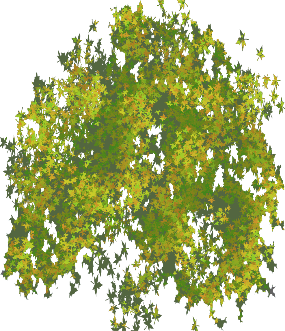 Photo Top Tree Png Image - Tree Png (1237x1600)