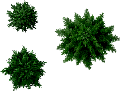 Conifers Tree Top Image - Pine Tree Top View Png (428x343)