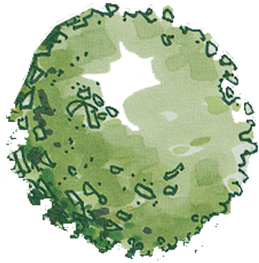 Things I Wish I Knew During Architecture School - Architectural Trees Png Plan (900x900)