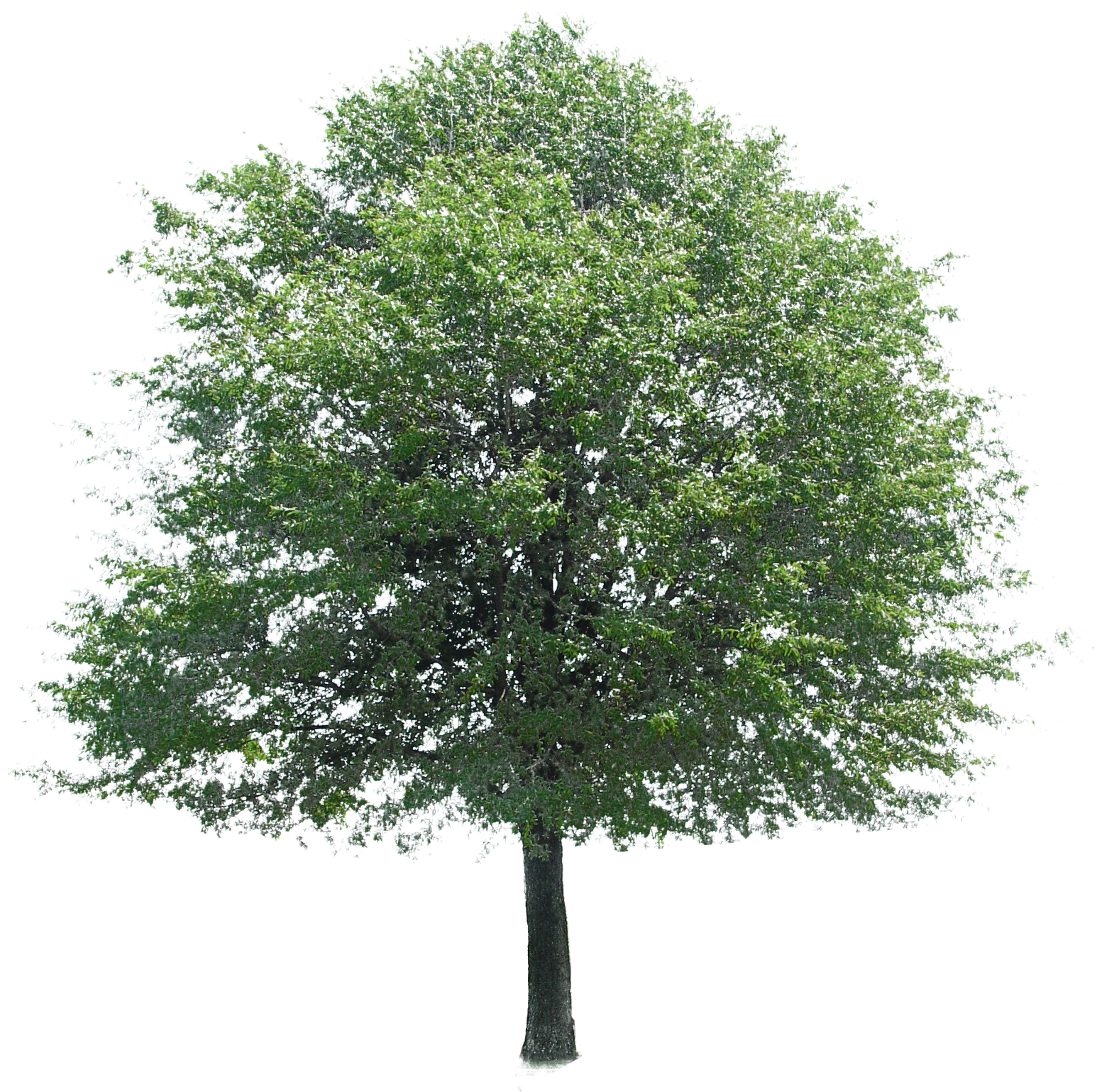 Free Download Of Tree Icon Clipart Image - Tree Photoshop (1600x1600)