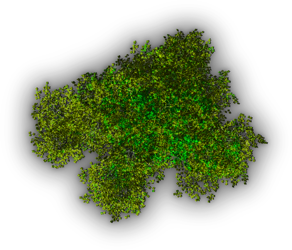 Background Top Tree Transparent Image - Top View Trees Transparent (995x852)