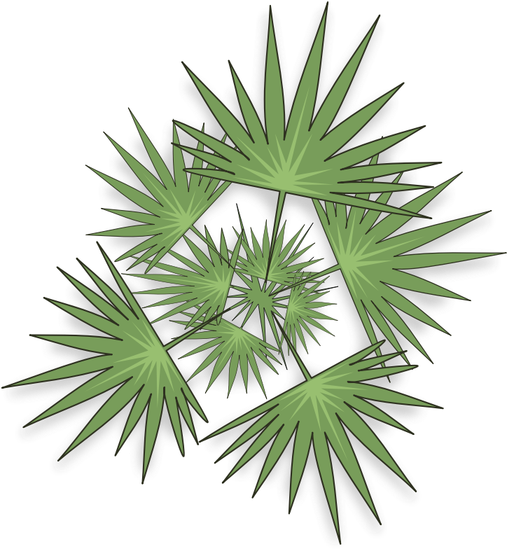 Clipart - Palm-03 - Planta Para Photoshop (800x800)