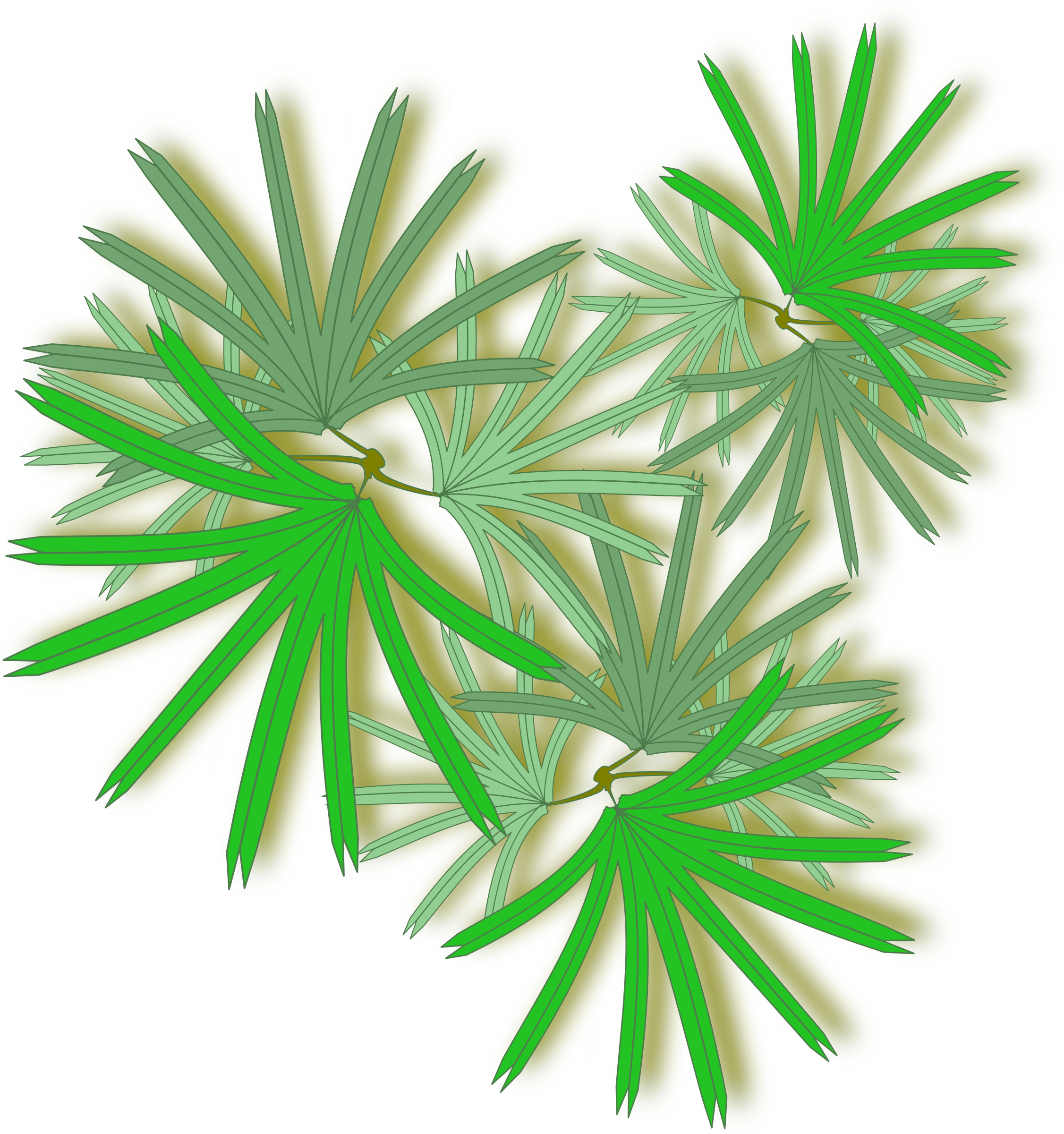 Palm Raphis 02 For Palm Tree Top View Png 104xkb - Raphis Palm Top View (2400x2400)